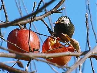 リンゴ畑のムクドリ