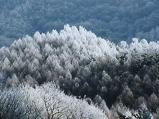 カラマツ林の霧氷