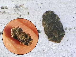 ミミズクの幼虫