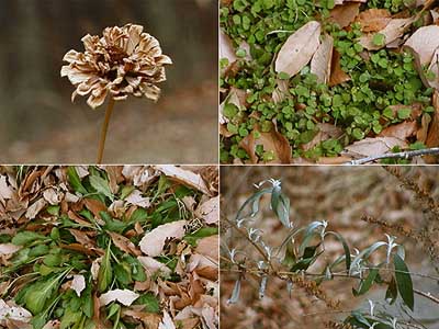 アトリエの植物たち