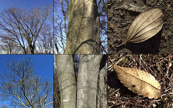 エノキとケヤキ