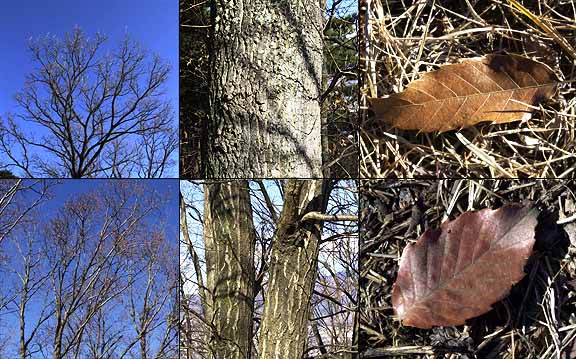 クヌギとコナラ