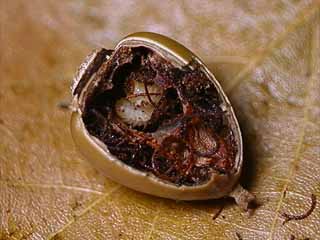 ハイイロチョッキリの幼虫