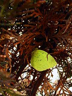 キチョウ（発見より半月後の様子）