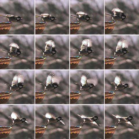 シジュウカラ離陸の瞬間