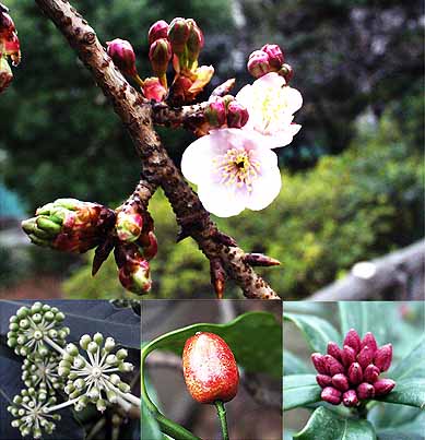 千代田区のサクラ