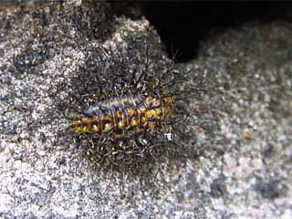 九段のトホシテントウ