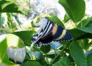 ツバメガの産卵