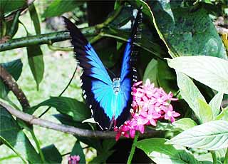 オオルリアゲハ