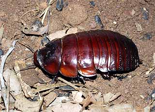 ヨロイモグラ？？？？