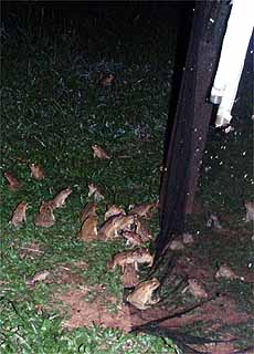 明かりに集まるカエル