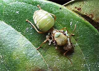 ツムギアリの新女王