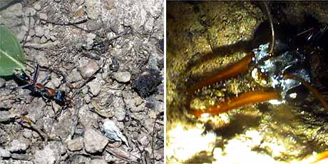 ブルドッグアリ