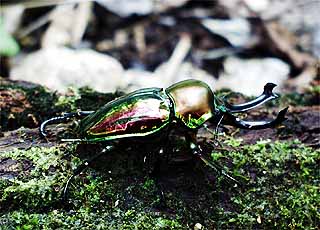 ニジイロクワガタ