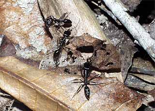 スナップジョー・アント