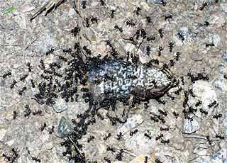 ミート・アント