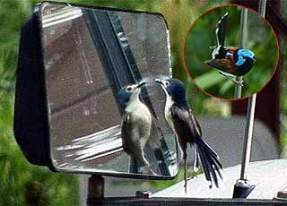 鏡に挑むミソサザエ