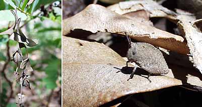 枯葉にカムフラージュ