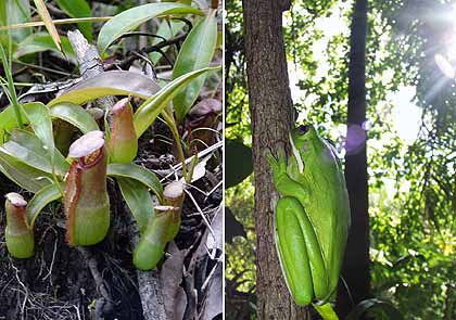 ウツボカズラ、グリーンツリーフロッグ