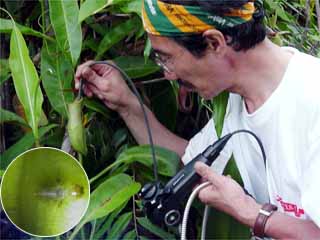 ビデオコープでウツボカズラの内部を撮る