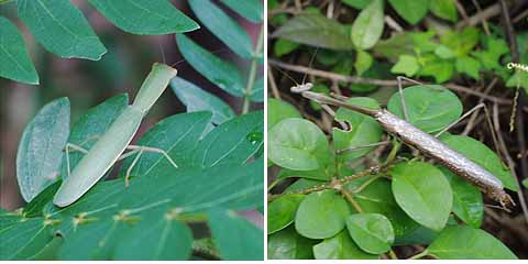 カマキリ２種