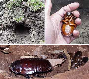 ヨロイモグラ・・・