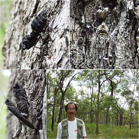 真っ黒いカマキリ