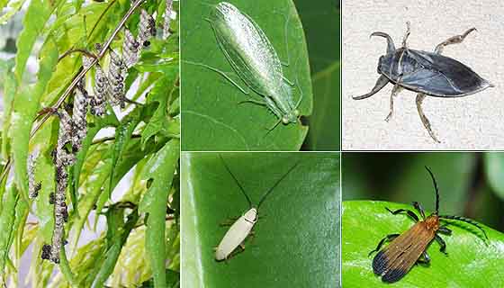 宿の虫（カマキリ、タガメなど）