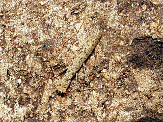 シロアリ塚のカマキリ