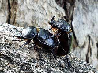 ゴウシュウマルムネカブト