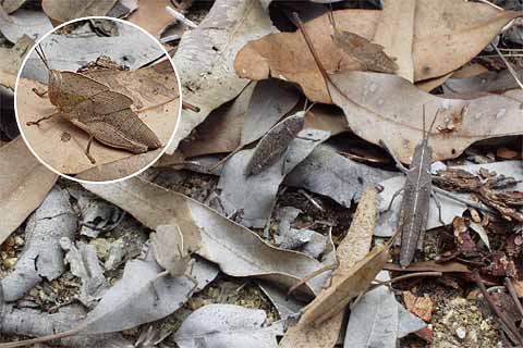 枯葉に似たバッタ（数当てクイズ）