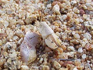 石に似たバッタ