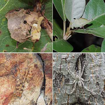 カムフラージュ