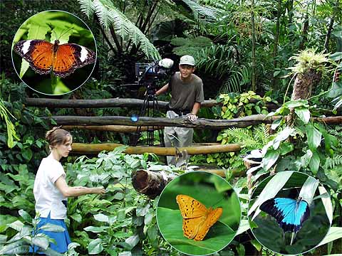 バタフライファーム