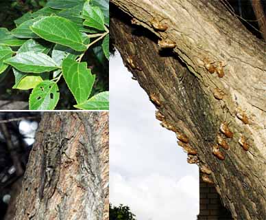 ブリスベーンの宿の庭で