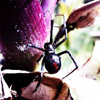 セアカゴケグモ