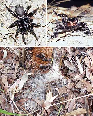 猛毒のジョウゴグモ