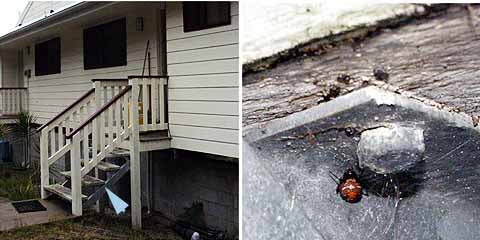 セアカゴケグモのいる場所