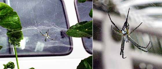 今朝、出会ったクモ