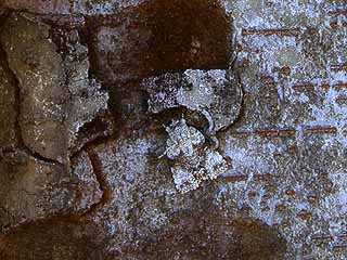 キノカワガも移動