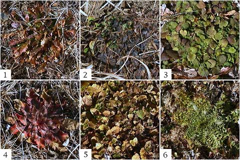 地表の植物たち