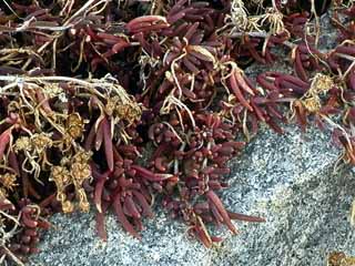 冬のマツバギク