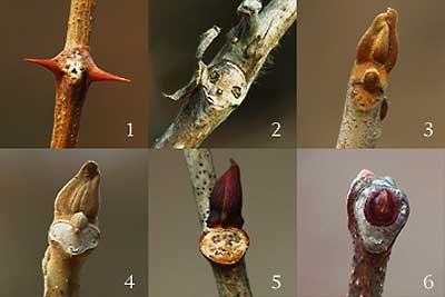 顔に見える冬芽