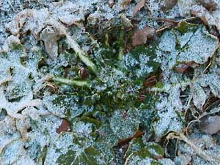 ナノハナはまだ・・・