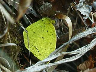 キチョウの越冬