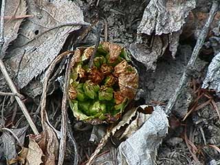 早すぎたフキノトウ