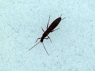 クロカワゲラの一種