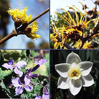 北の丸公園の花（東京）