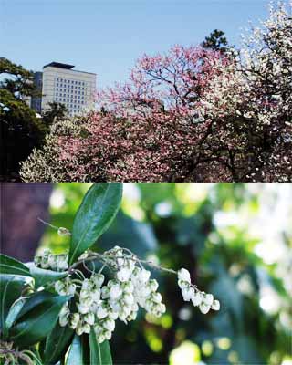 ウメとアセビ（東京）