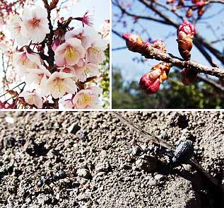 クロヤマアリとサクラ（東京）